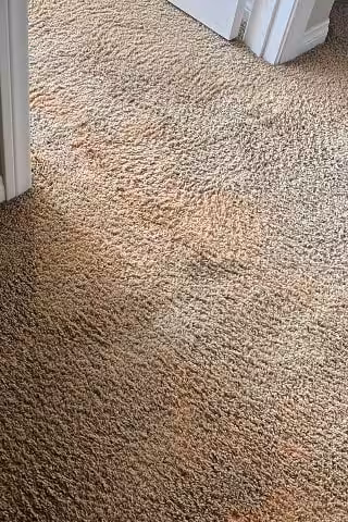 Pristine Carpet & Upholstery Cleaning Pristine Carpet & Upholstery Cleaning